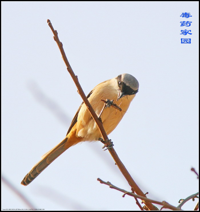 Ƭ 011.jpg
