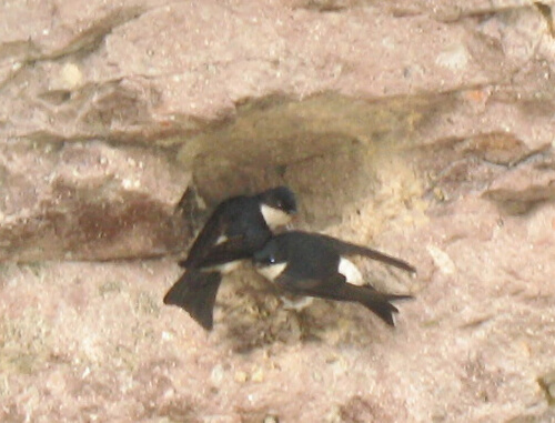 ̸ë