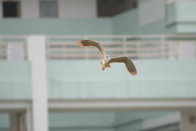 IMG_7062.jpg