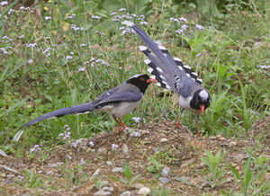 2.gif