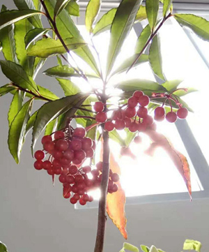 硃砂根_副本.jpg