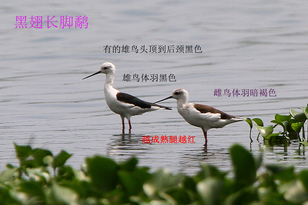 黑翅长脚鹬 2.jpg