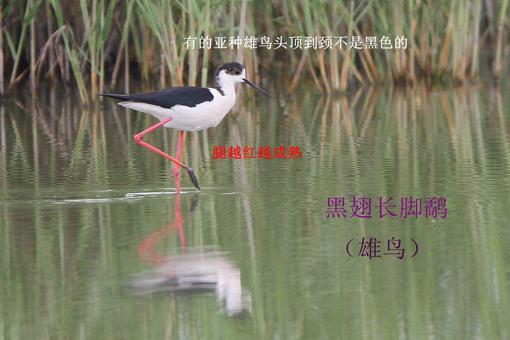 黑翅长脚鹬 1.jpg