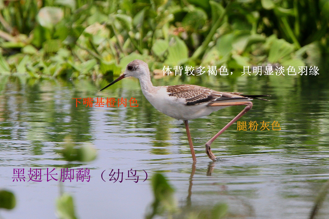 黑翅长脚鹬 幼鸟.jpg