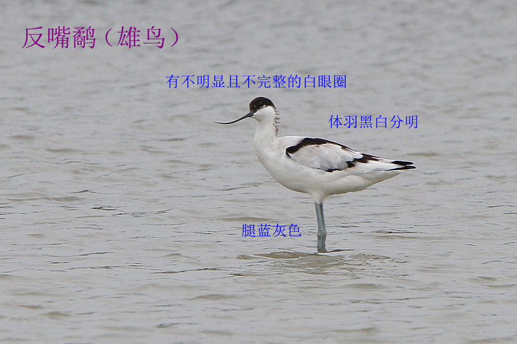 反嘴鹬 雄鸟.jpg