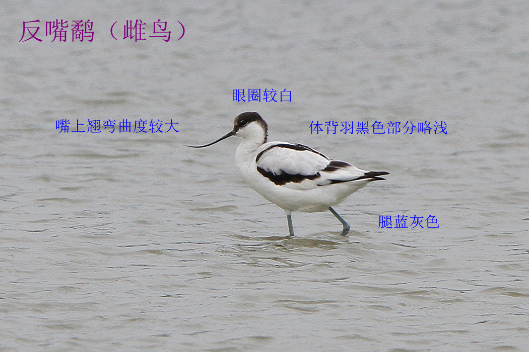 反嘴鹬 雌鸟.jpg