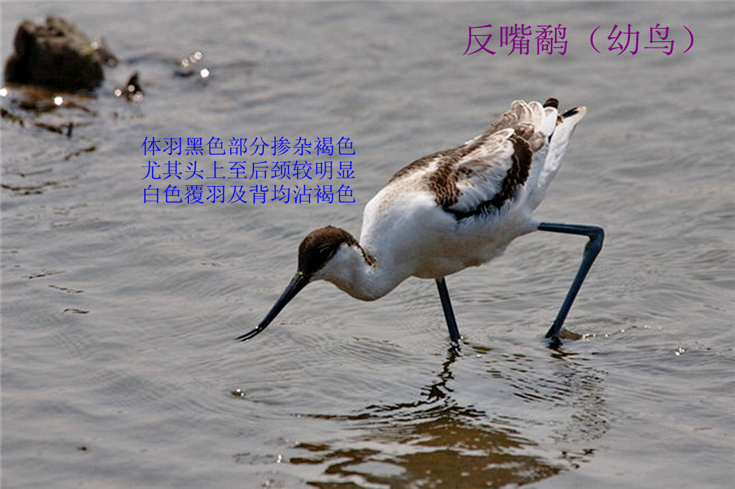 反嘴鹬 幼鸟.jpg