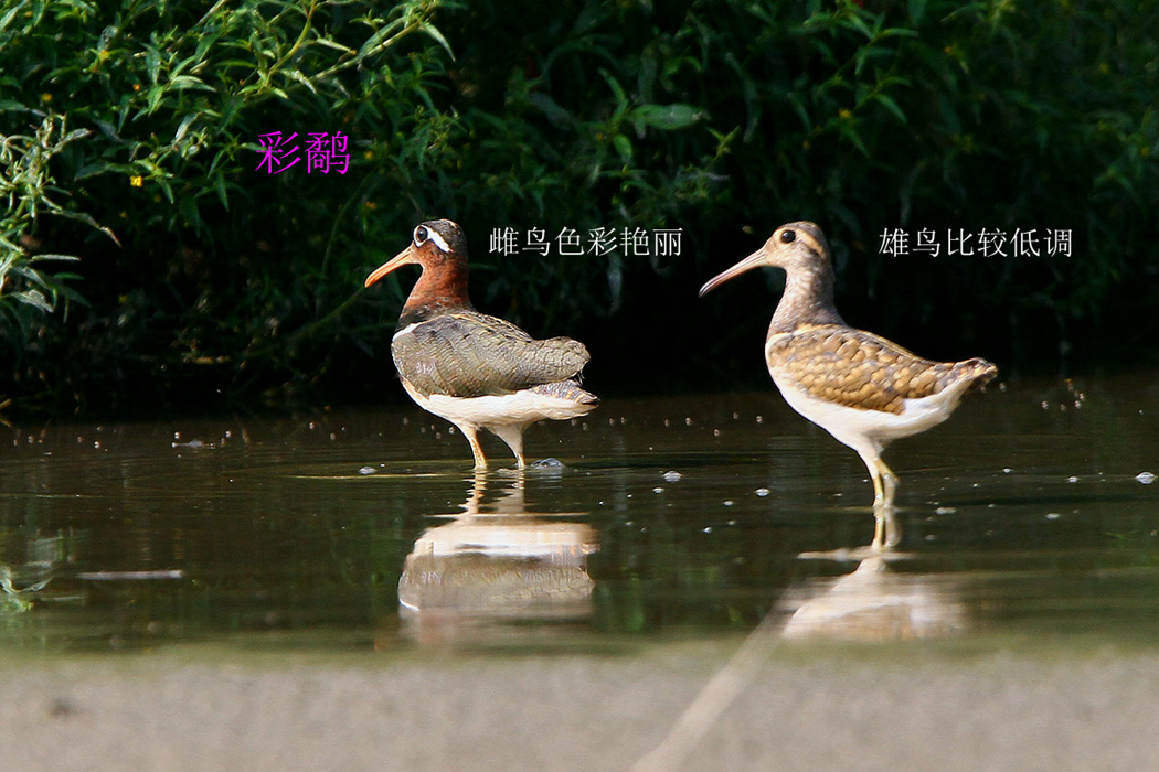 彩鹬.jpg