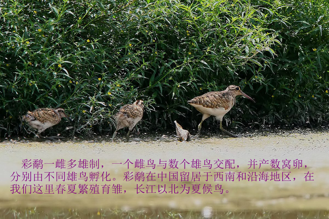 彩鹬育雏.jpg