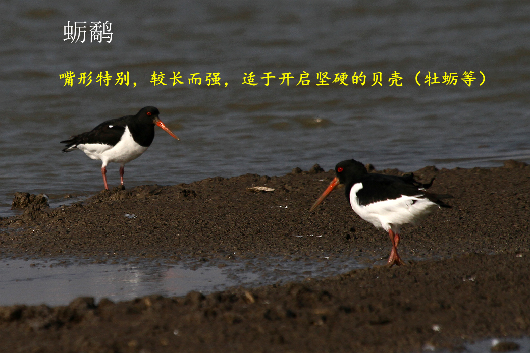 蛎鹬.jpg
