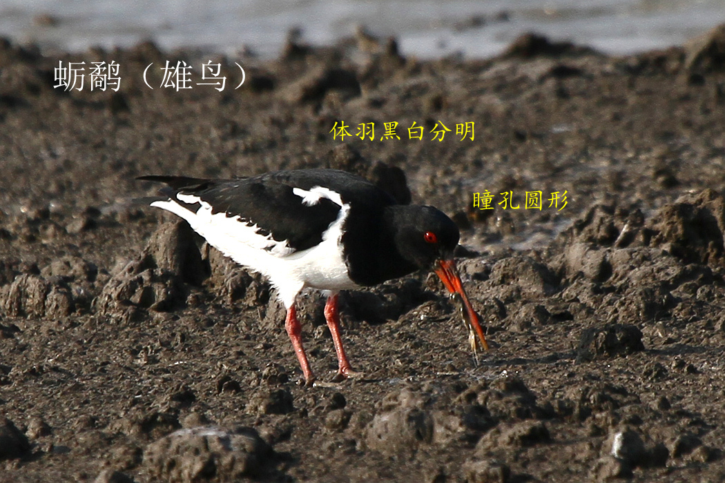 蛎鹬 雄鸟.jpg