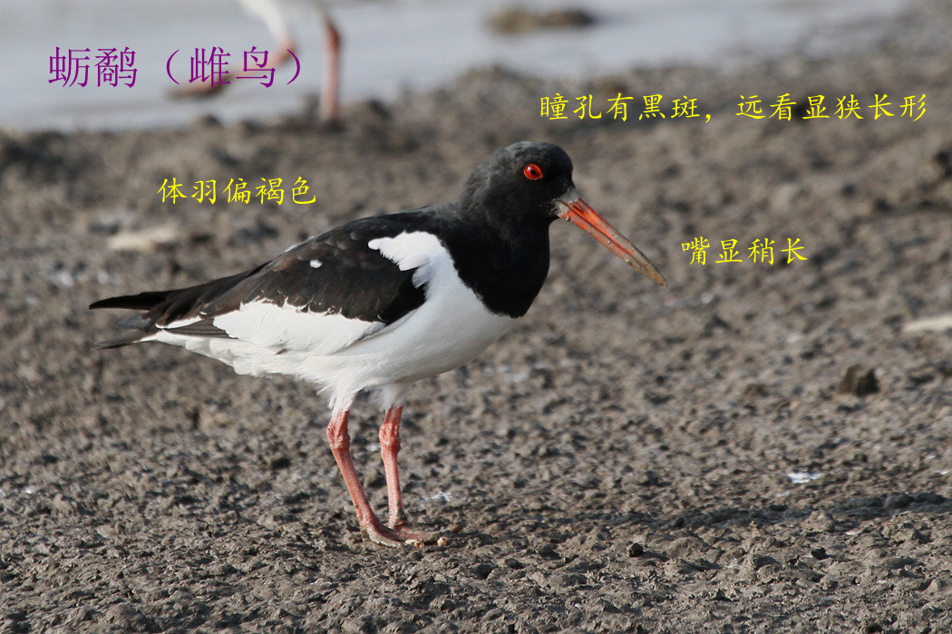 蛎鹬 雌鸟.jpg