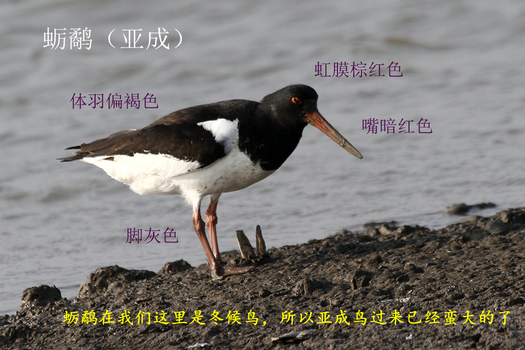 蛎鹬 亚成.jpg
