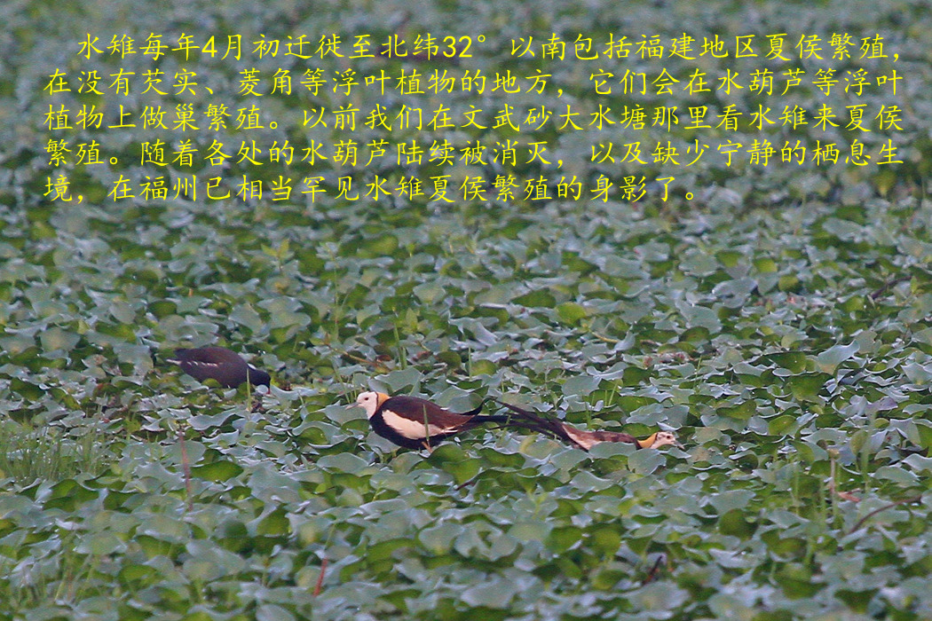 水雉 3.jpg