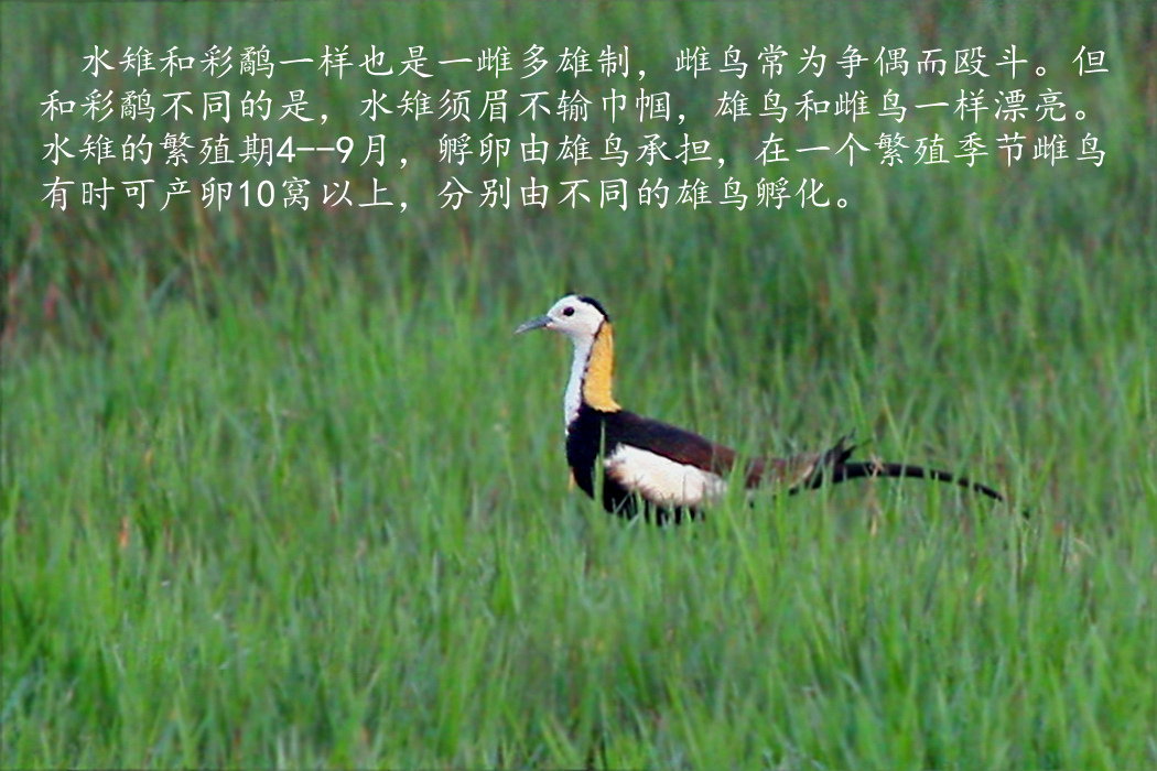 水雉 2.jpg