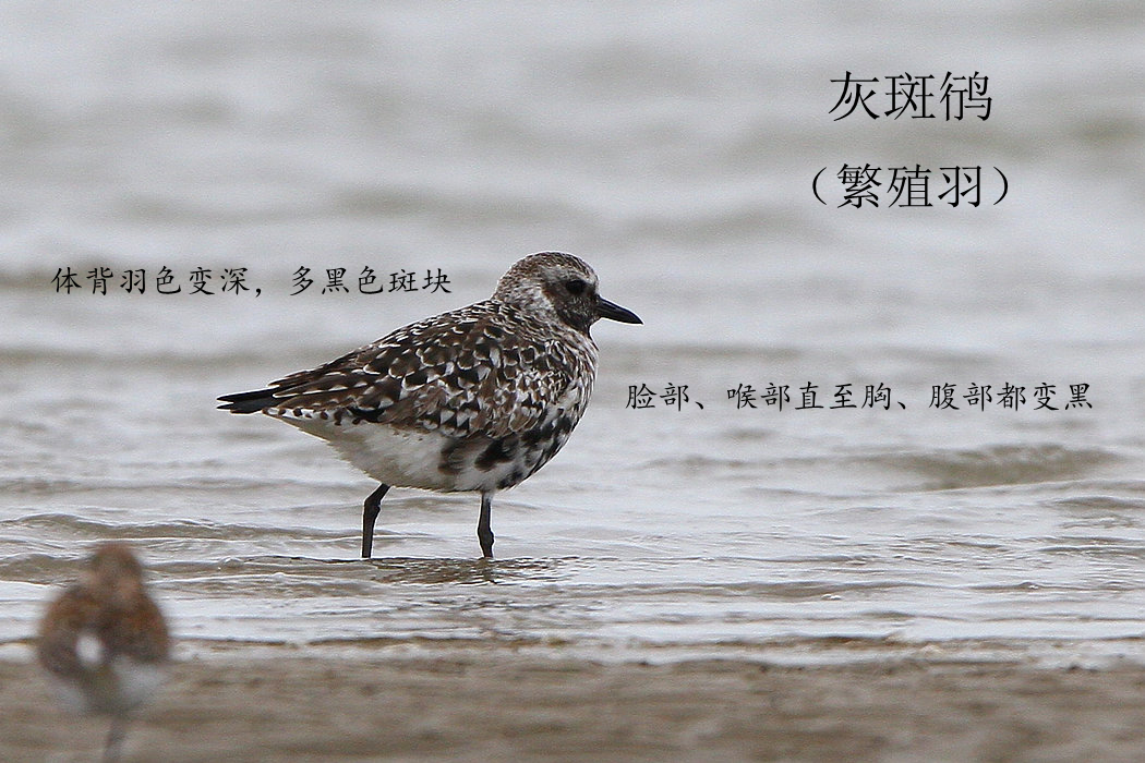 灰斑鸻 繁.jpg