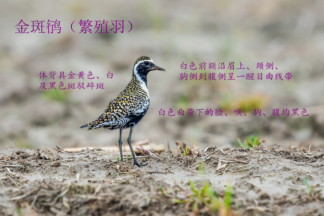 金斑鸻 繁.jpg
