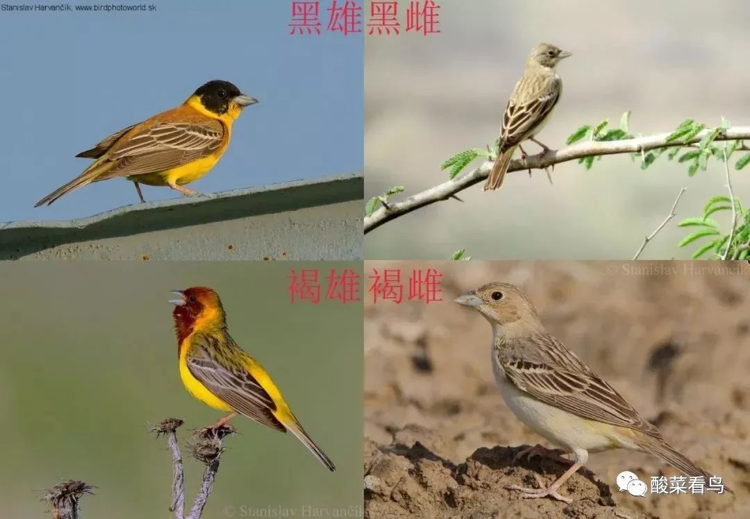 170148h4hkvaglgit4p4fk.jpg