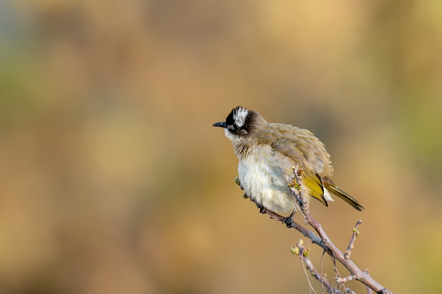 A9D08925a.jpg