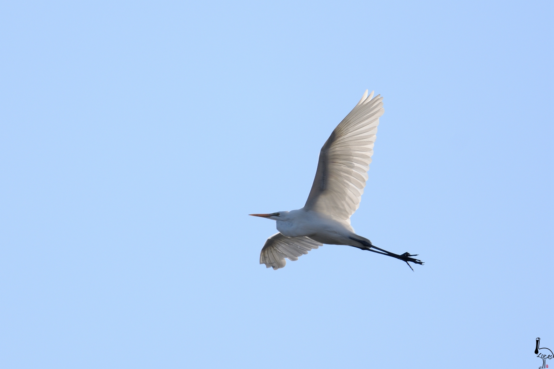 大白鹭_DSC_8136.jpg
