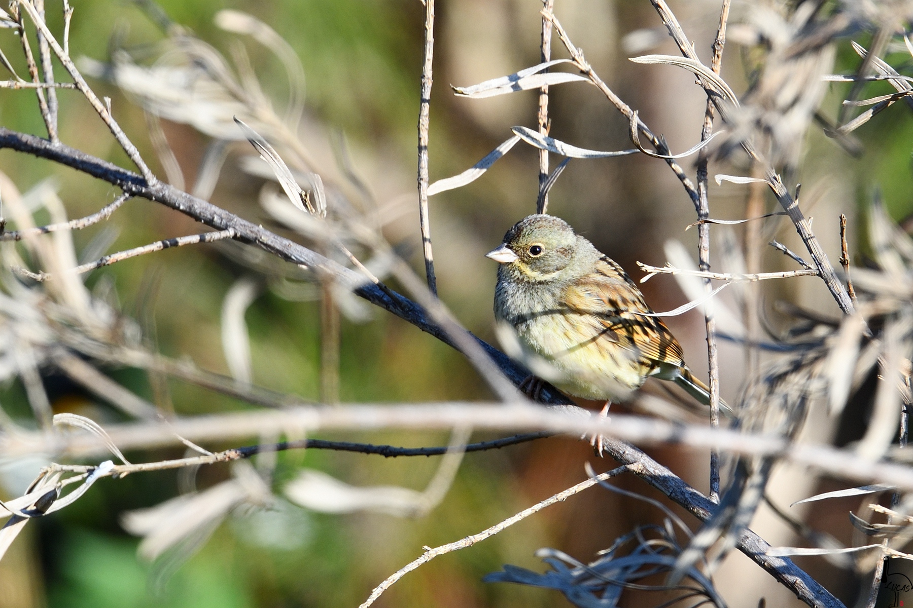 灰头鹀（雌）_DSC_8174.jpg
