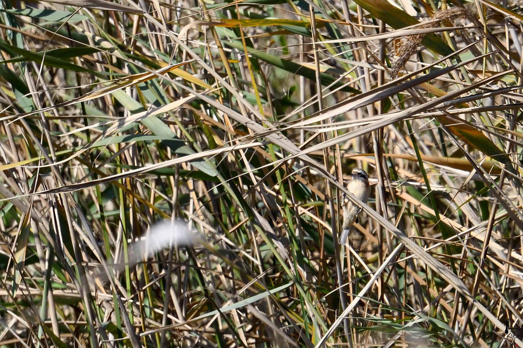 中华攀雀(雄）_DSC_8298.jpg