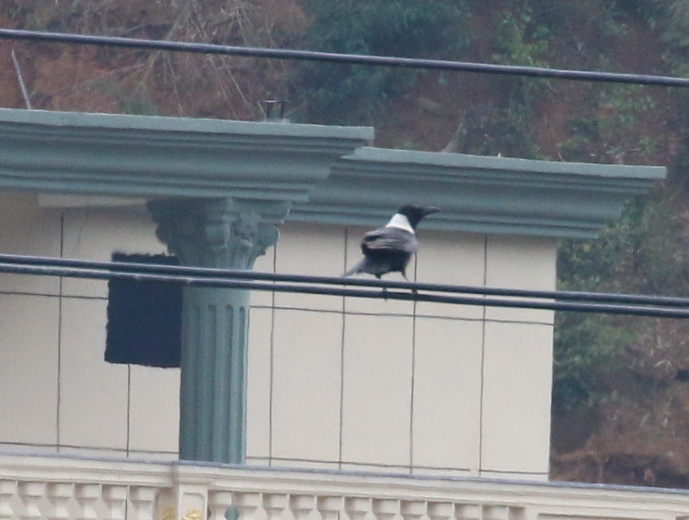 白颈鸦.JPG