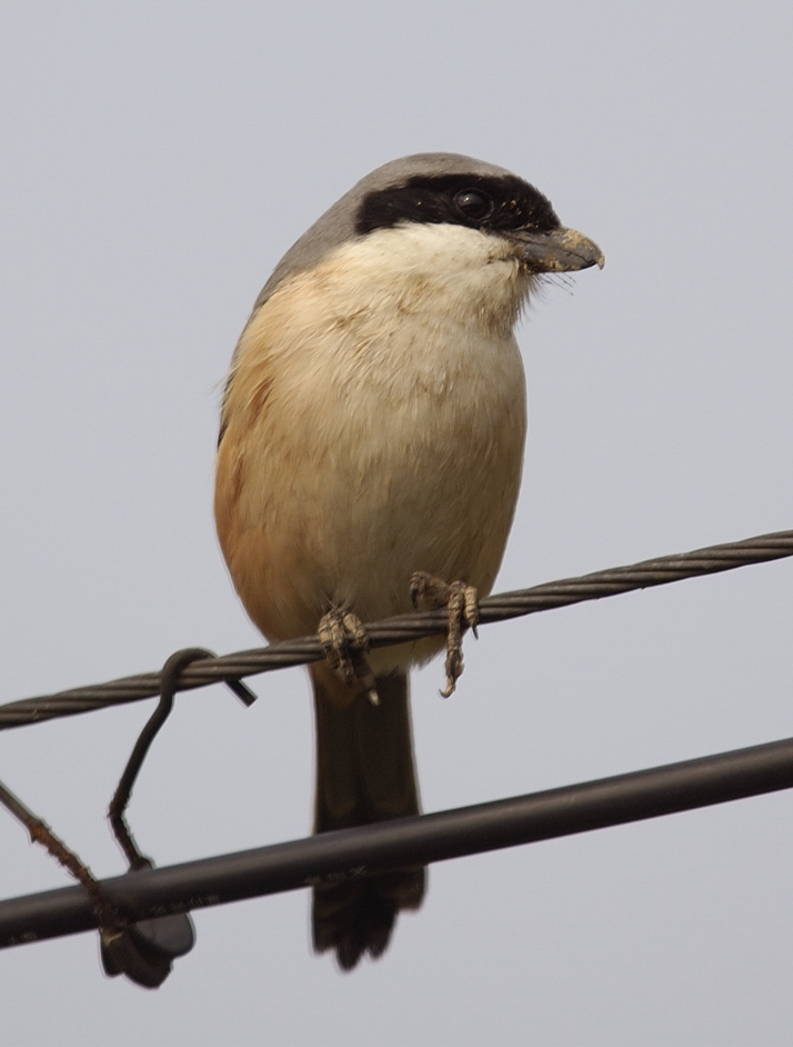 DSC_4683u.jpg