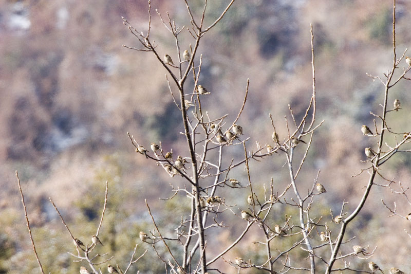 IMG_4075.jpg