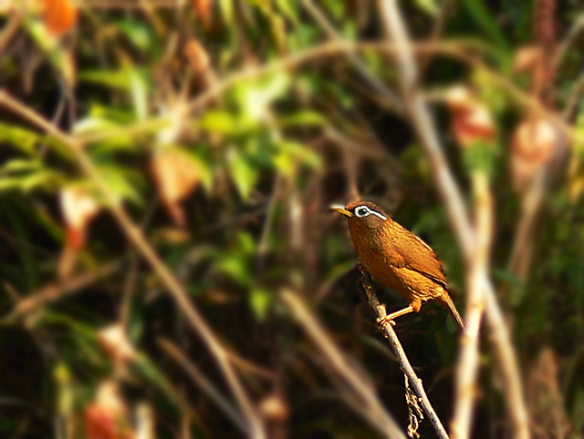 [ԭ��]��ü��