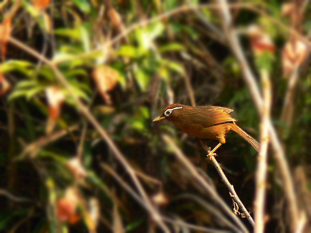 [ԭ��]��ü��