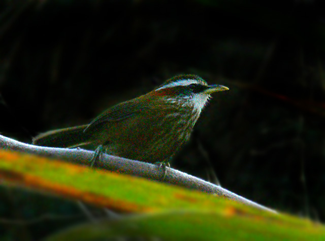 [ԭ��]���ǻ�ü��