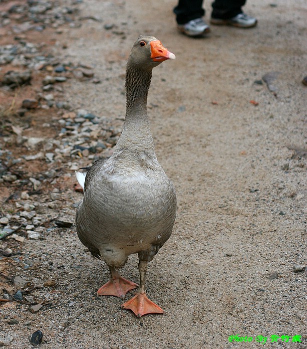һô
