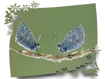 [分享][转帖]痴心化蝶终不悔