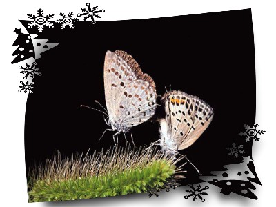 [分享][转帖]痴心化蝶终不悔