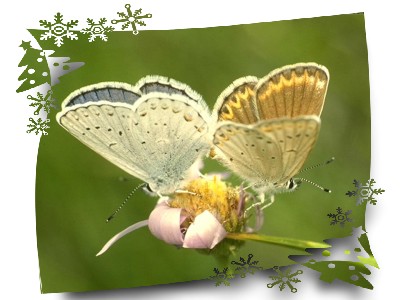 [分享][转帖]痴心化蝶终不悔