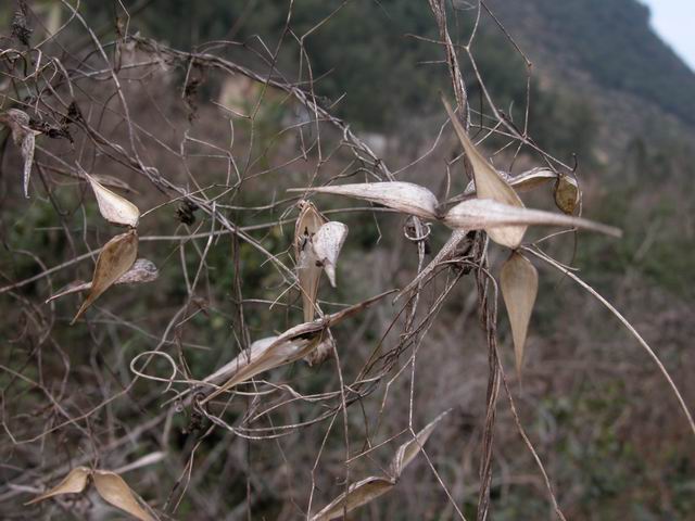 溪源宫植物