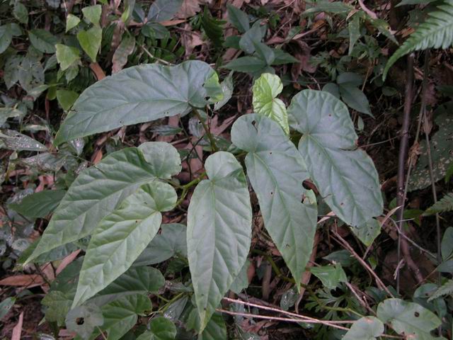 溪源宫植物