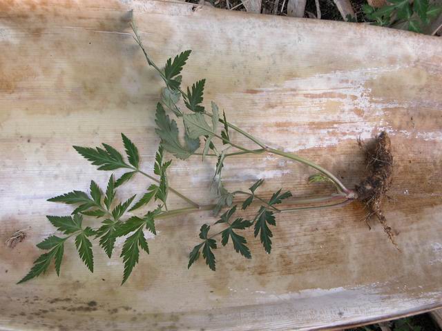 溪源宫植物