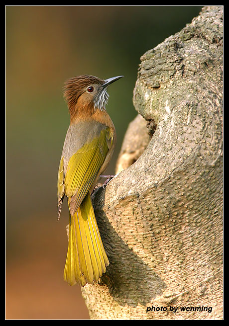 ڼƬ