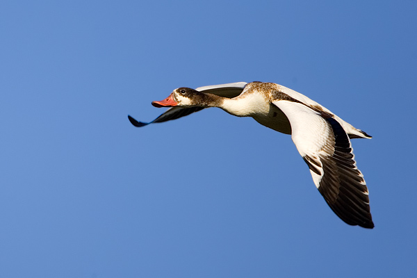 ���룬��������