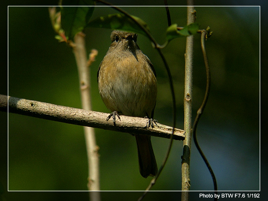 ��ɽ�����������Ļ���