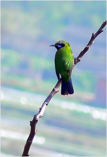 [ԭ��]һֻƯ����