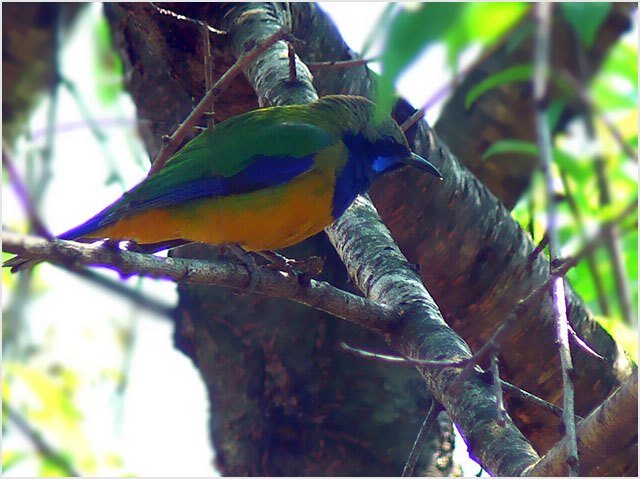 [ԭ��]һֻƯ����