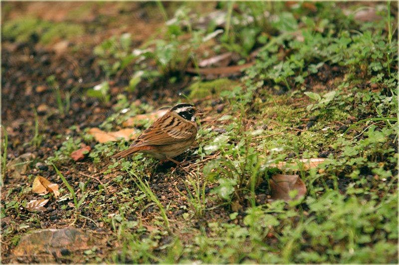 20063016ɭ�ֹ�԰