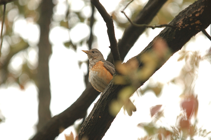 20063016ɭ�ֹ�԰