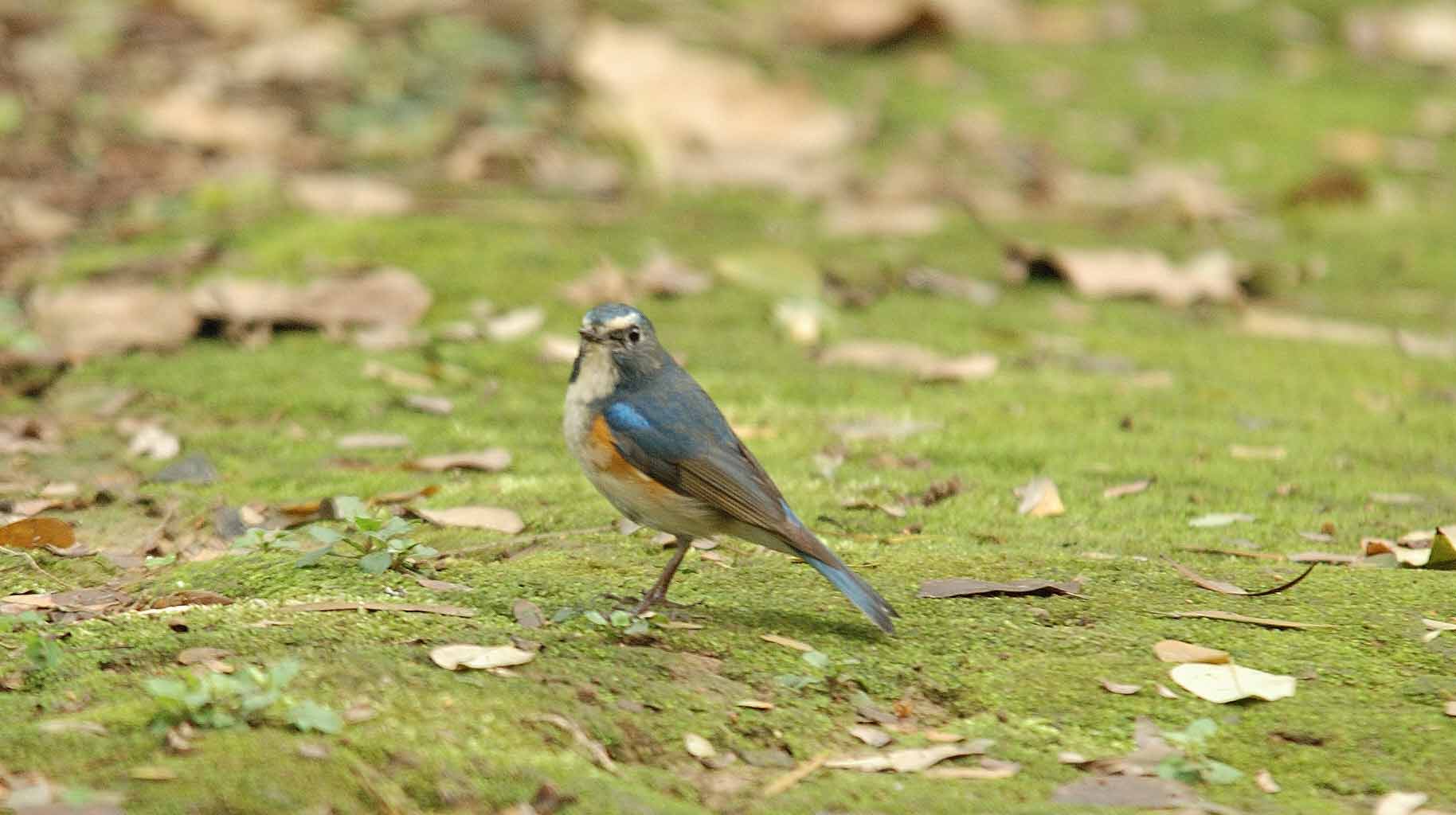 20063016ɭ�ֹ�԰