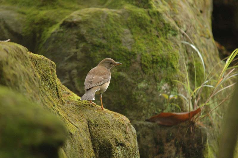 20063016ɭ�ֹ�԰