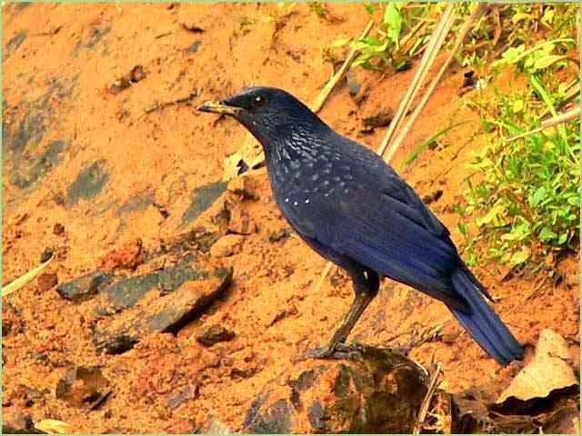 [����]��Х������