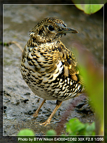 ���ռ�¼����50��,���в����ǳ�Ŀ��,�ټ����ĵõ�,�������ĵú�...